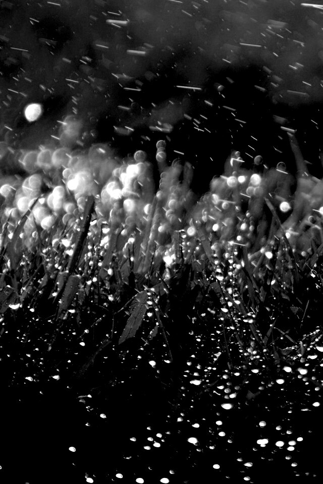 Роса на траве обои