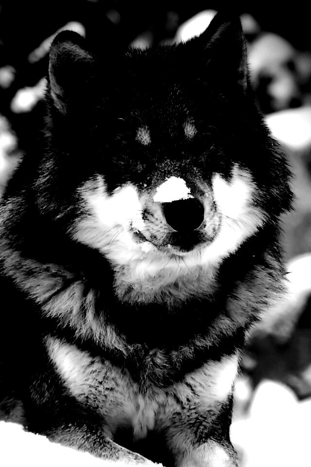 Волк с синими глазами обои