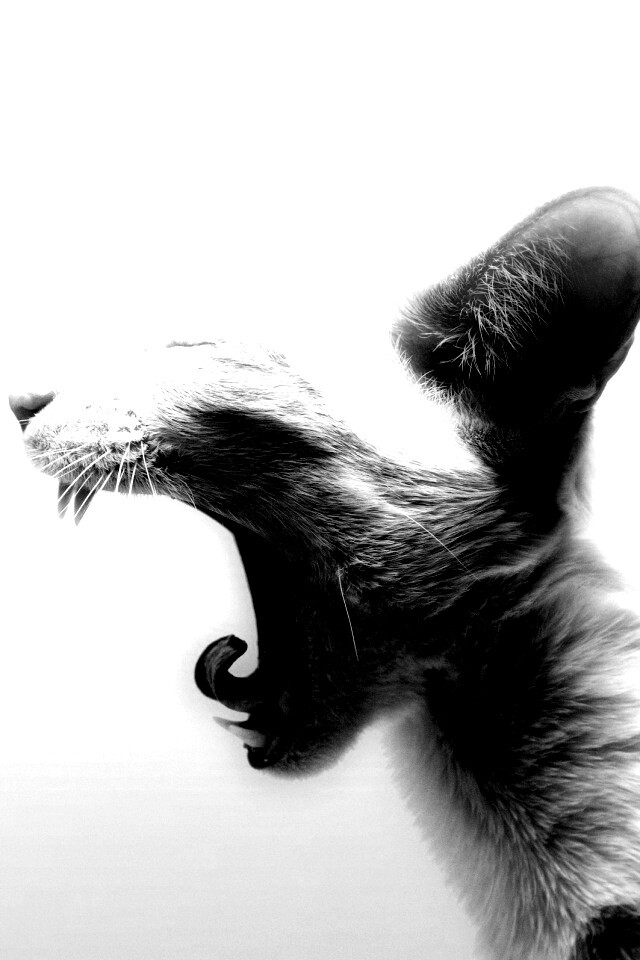 Кошака-зевака обои