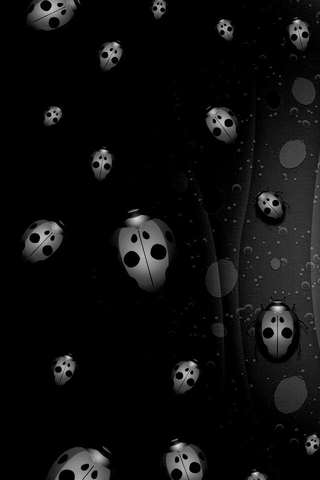 Божьи коровки обои