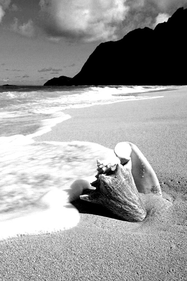 Морская раковина обои