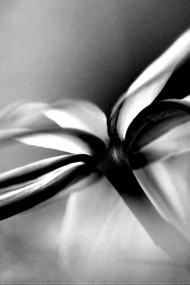 Цветок обои