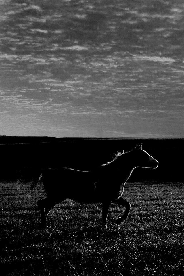 Мустанг обои