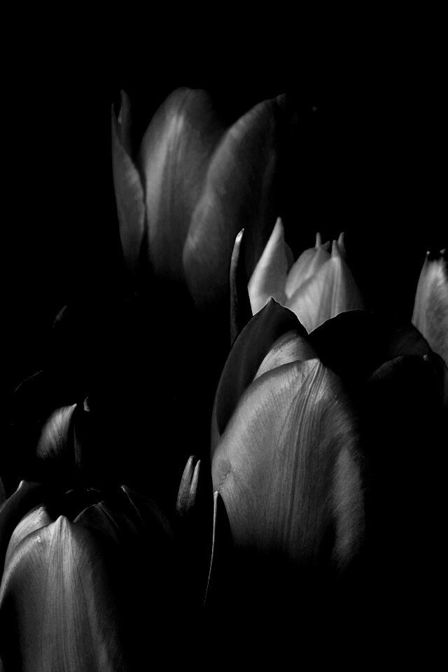 Тюльпаны обои