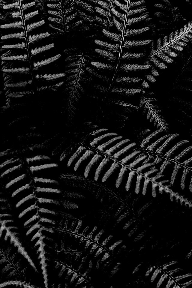 Папоротник обои