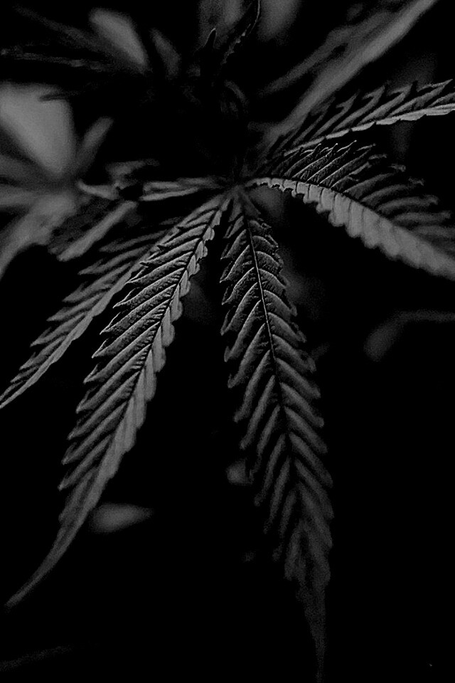 Марихуана обои