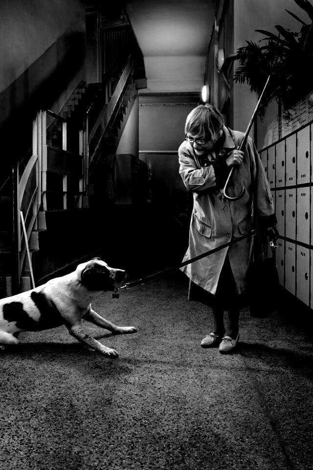 Непослушная собака обои