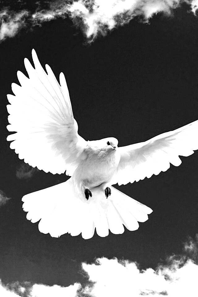 Белый голубь в небе обои