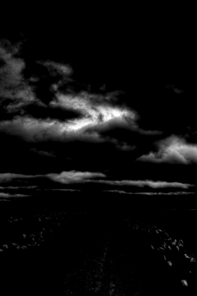 Цветочное поле под грозовым небом обои