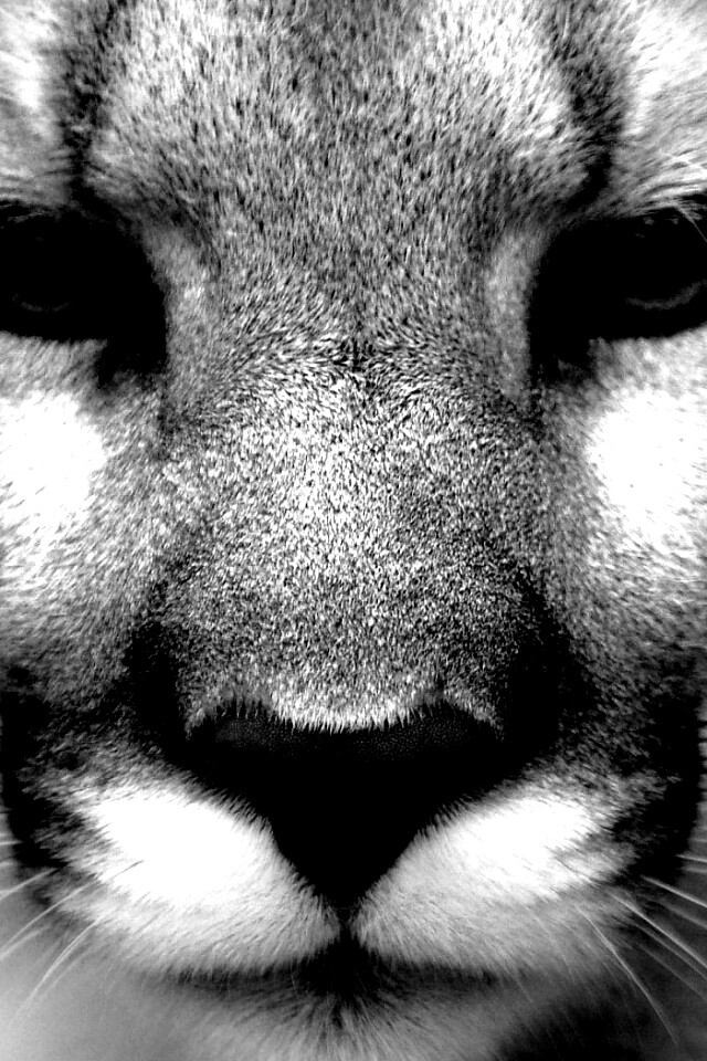 Взгляд большой кошки обои