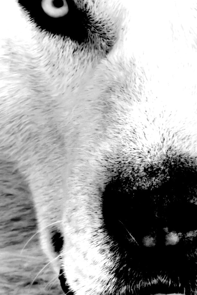 Сибирский хаски обои