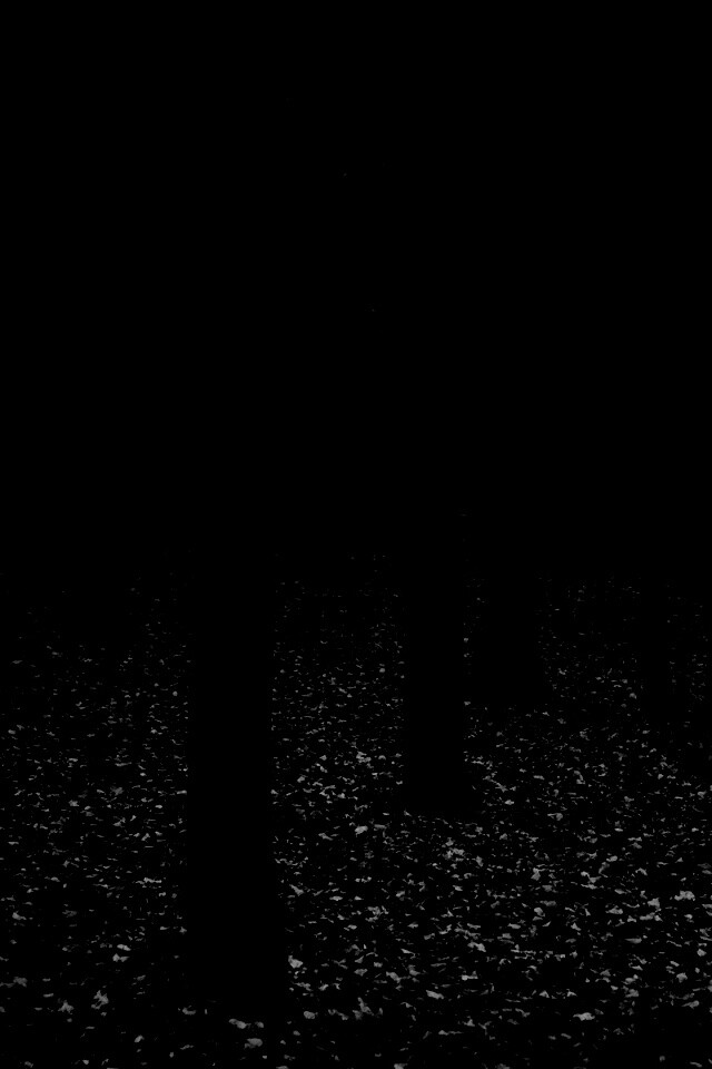 Таинственный лес обои