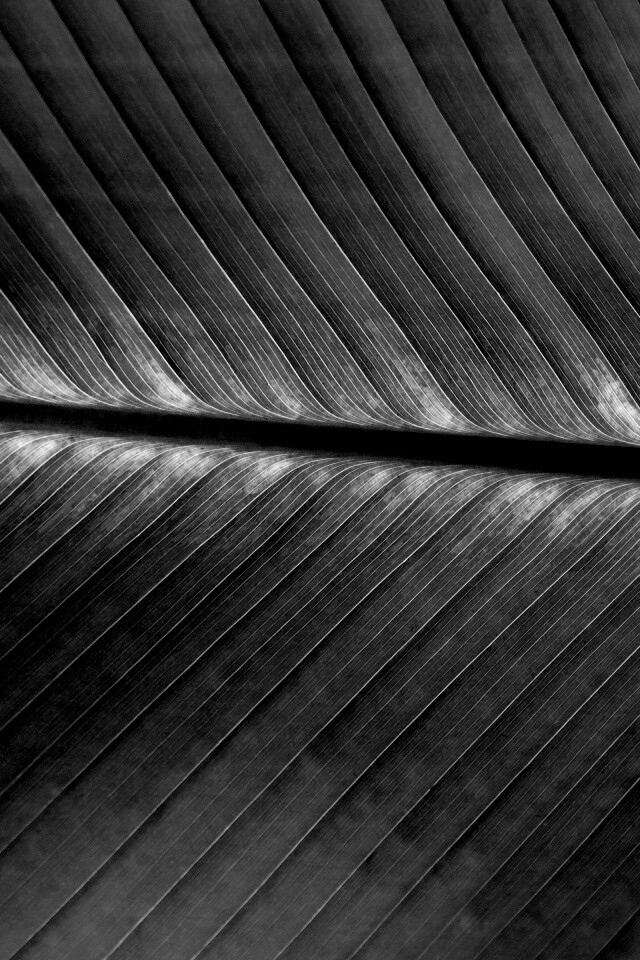 Пальмовый лист на солнце обои