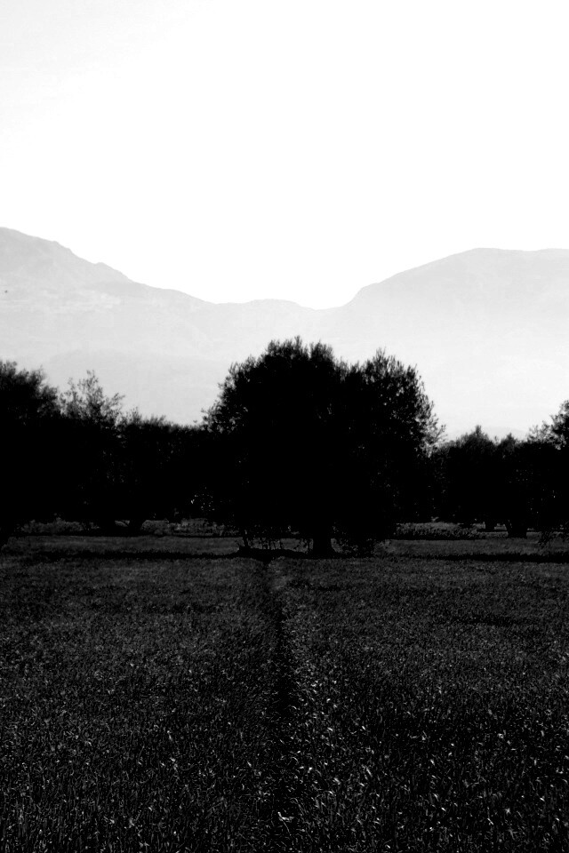 Зеленое поле обои