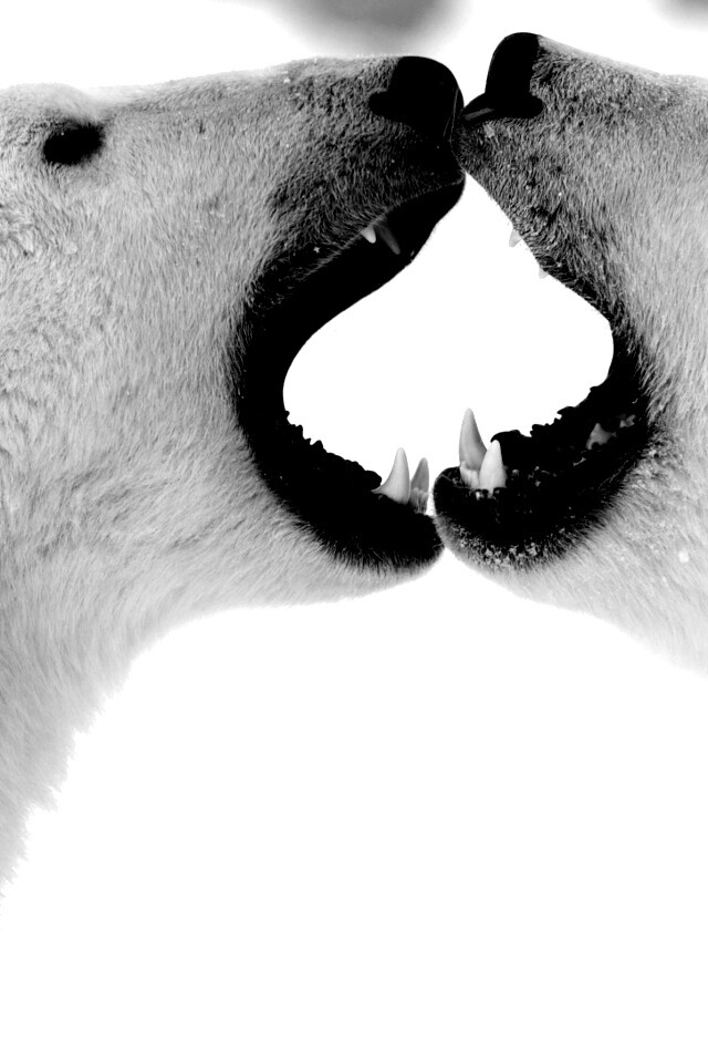 Полярные медведи обои
