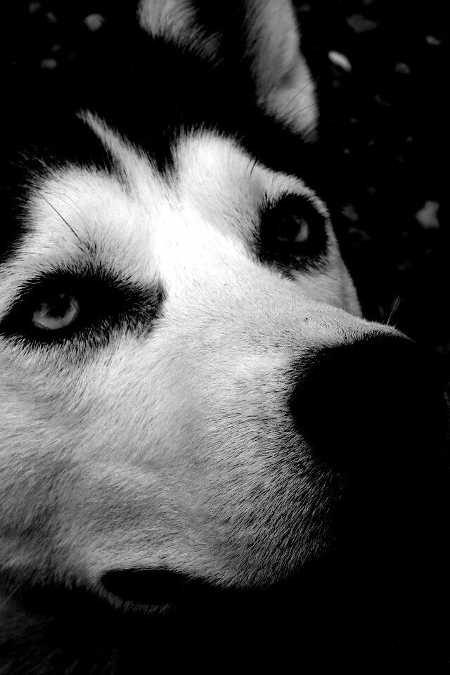 Собака хаски обои