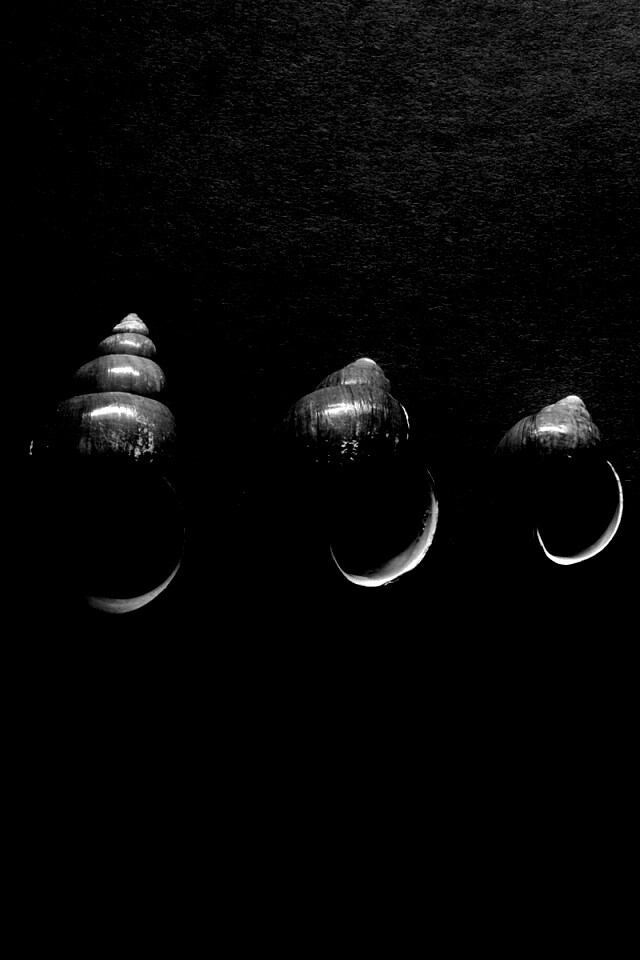 Раковины обои