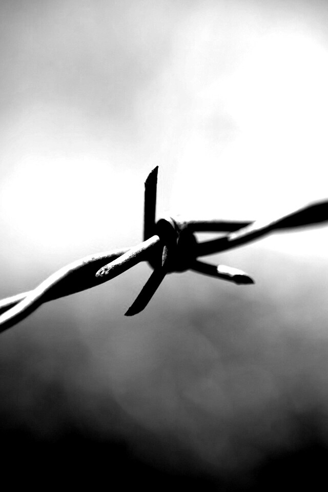 Фото колючей проволоки обои