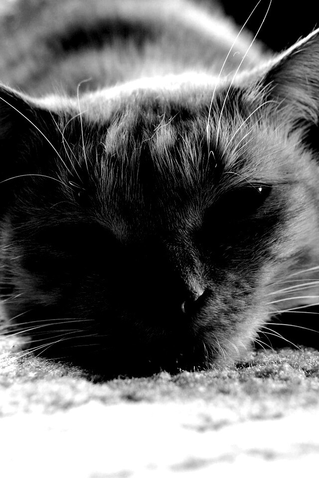 Кошара обои