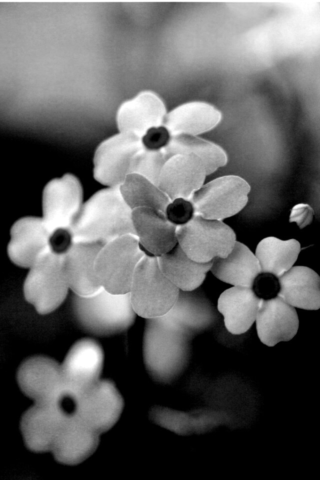 Обои цветов обои