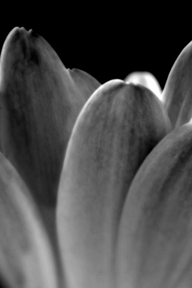 Цветочные лепестки обои