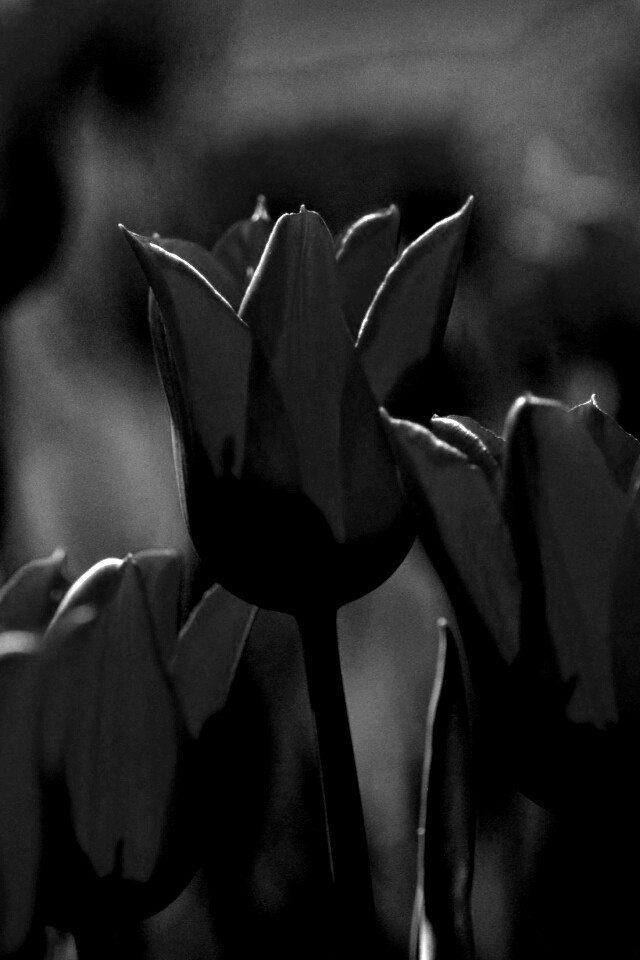 Красные цветы обои