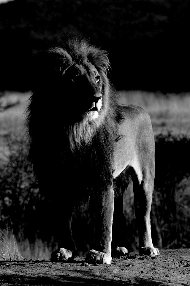 Царь зверей обои