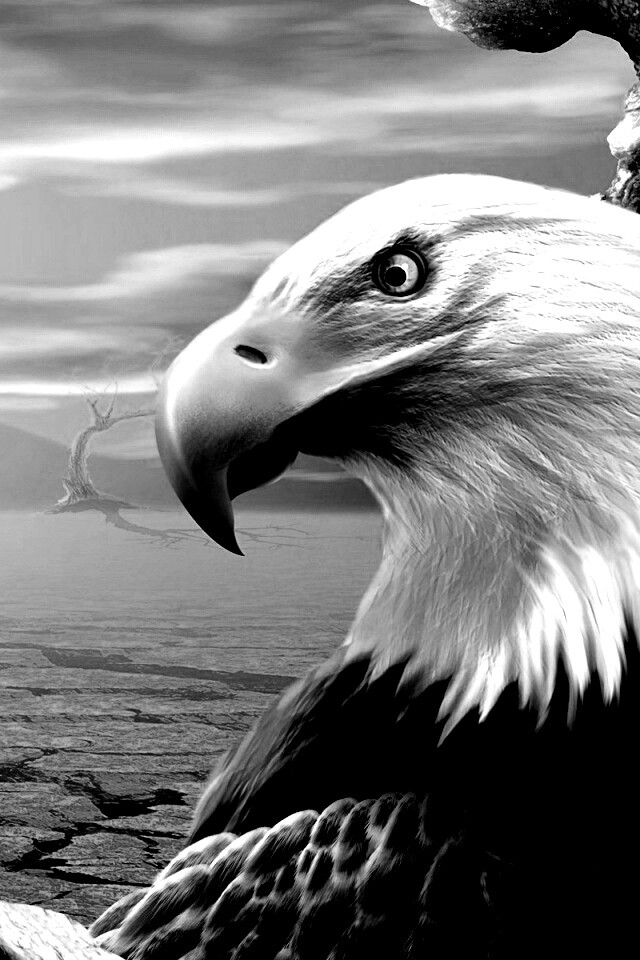 Нарисованный орел обои