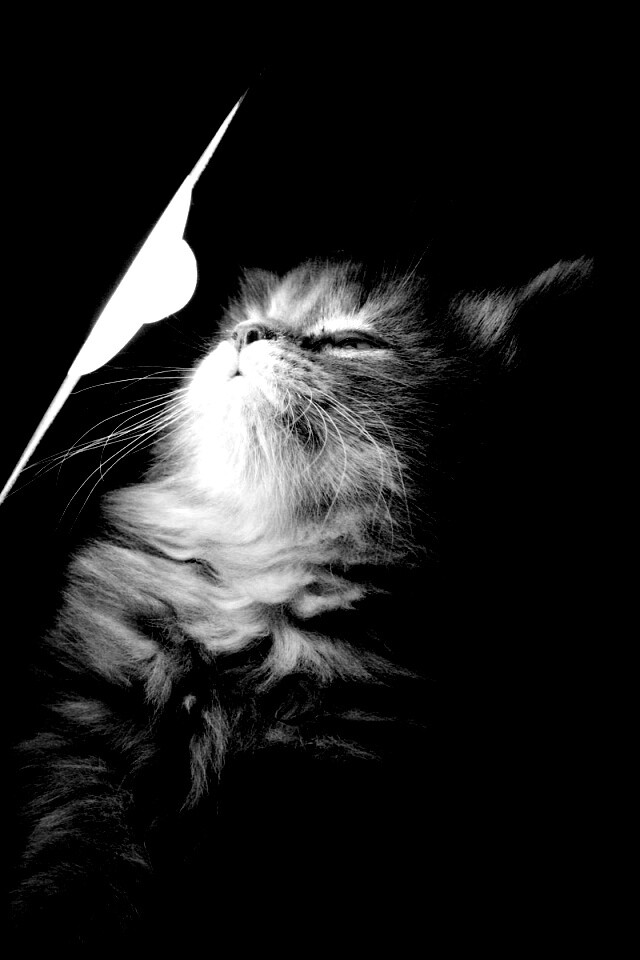 Котя на свету обои