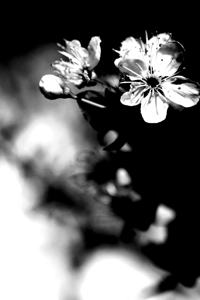 Цветок вишни обои