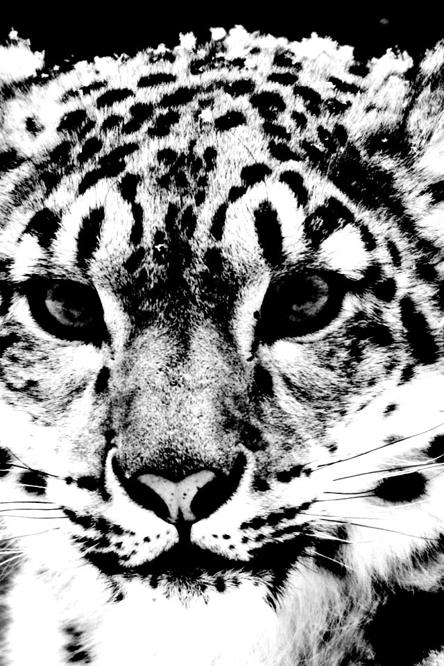 Снежный барс обои