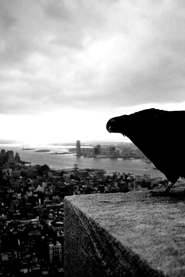 Любознательный голубь обои