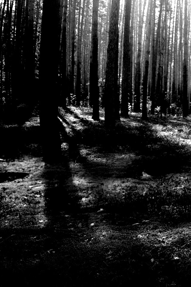 Солнечный лес обои