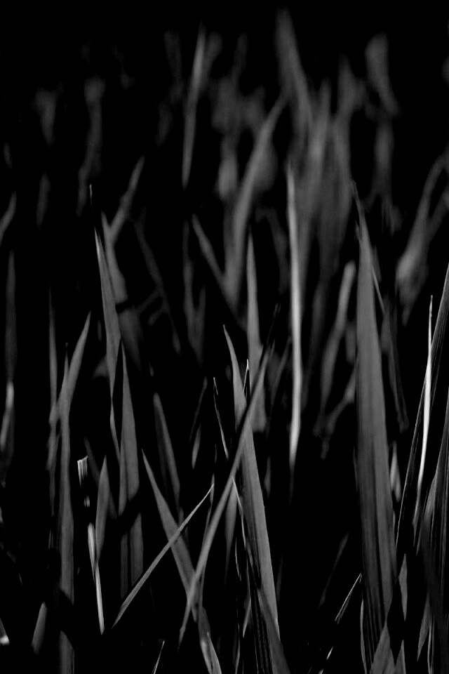 Яркая сочная трава обои