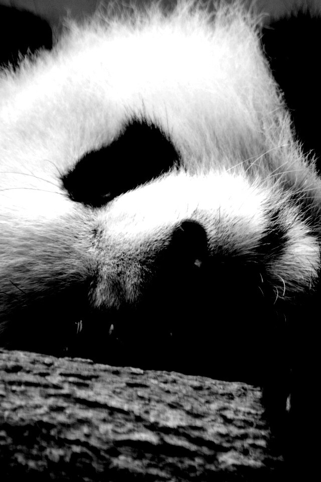 Панда на ветви обои