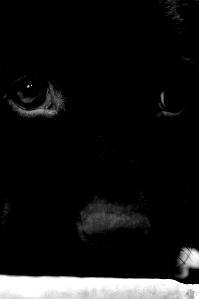 Пушистый шоколадка обои