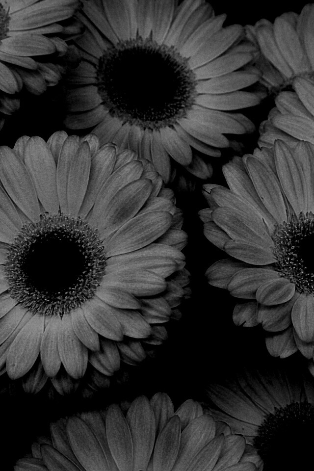 Желтые герберы обои