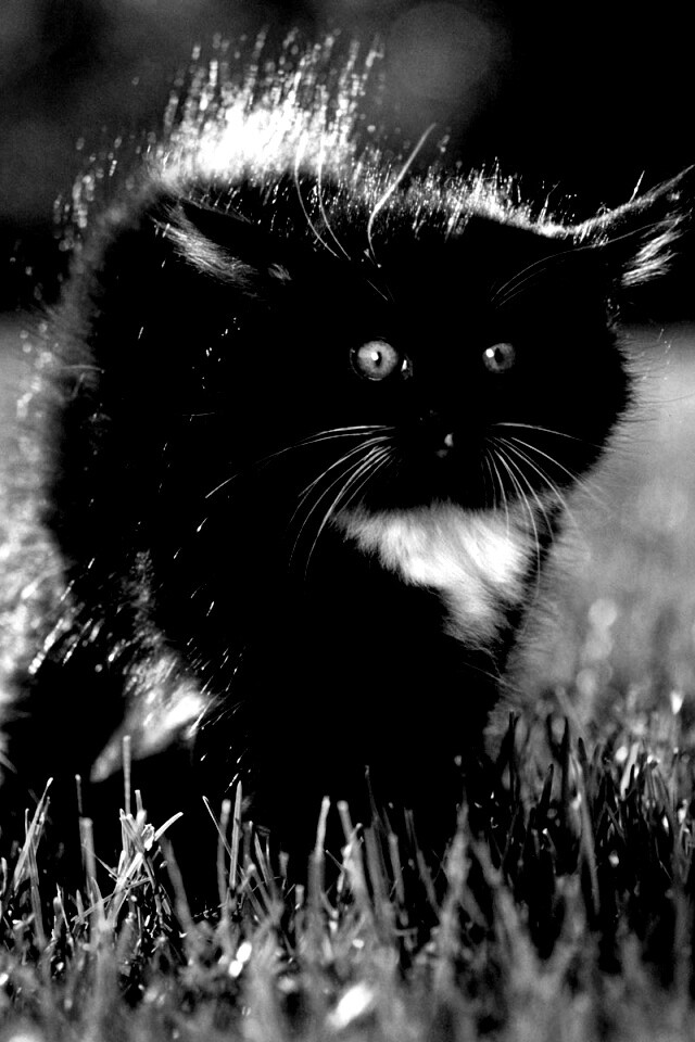 Кот воитель обои