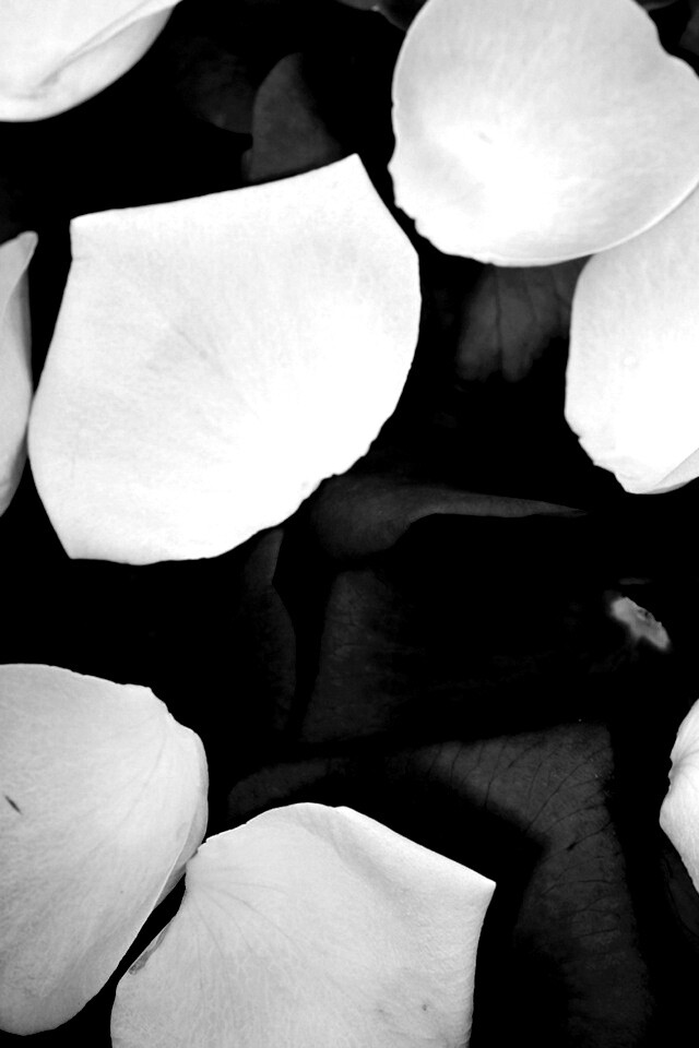 Розовые и красные лепестки обои