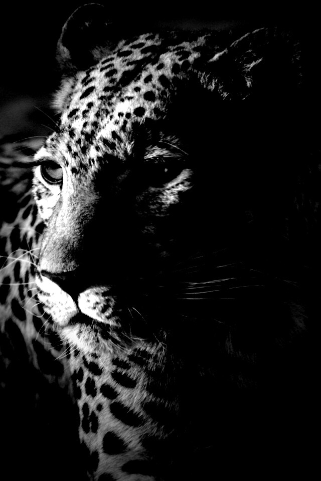 Леопард обои