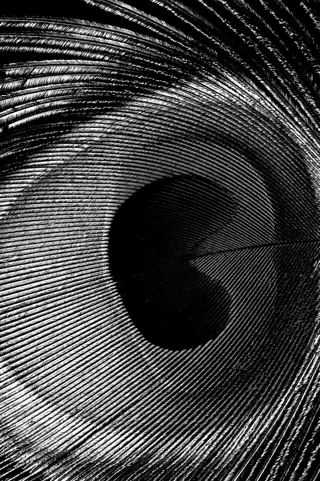 Перо павлина обои