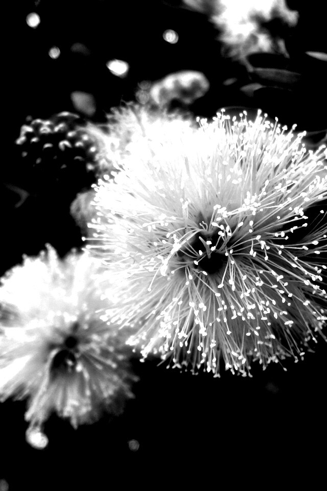 Сказочный цветок обои