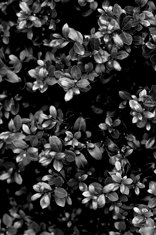 Густая листва обои