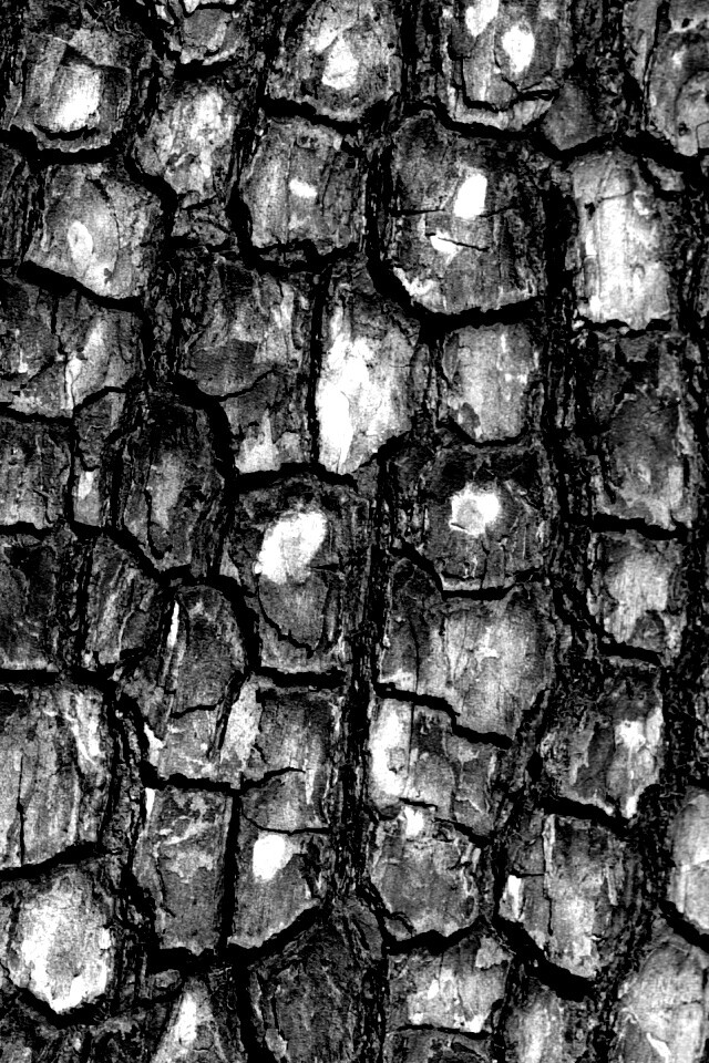 Кора дерева обои