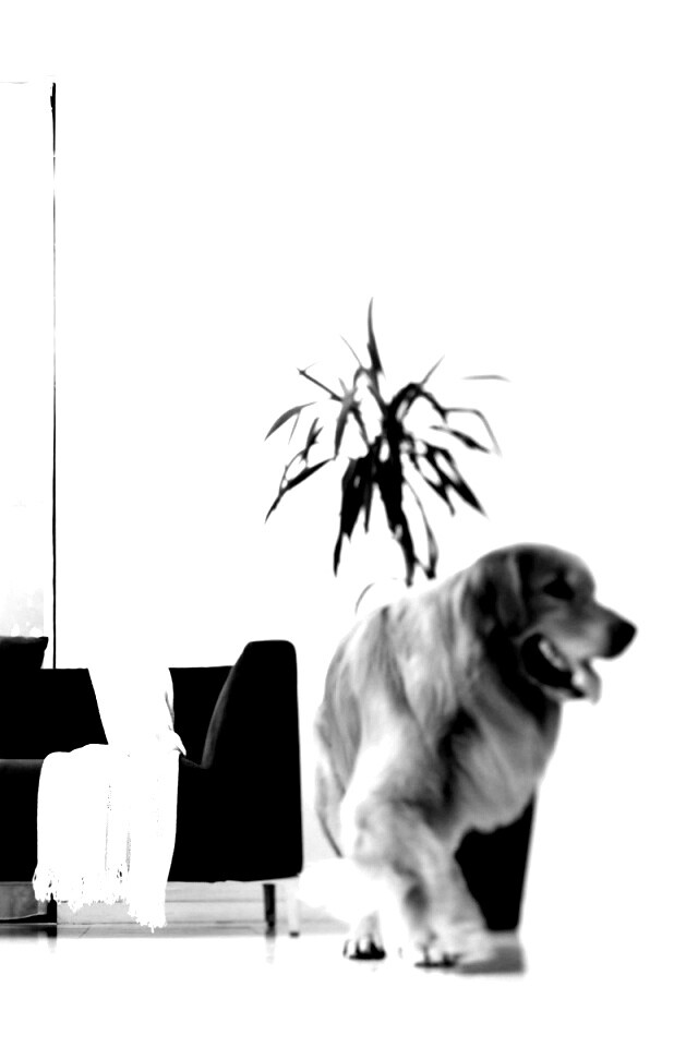 Собака в быту обои