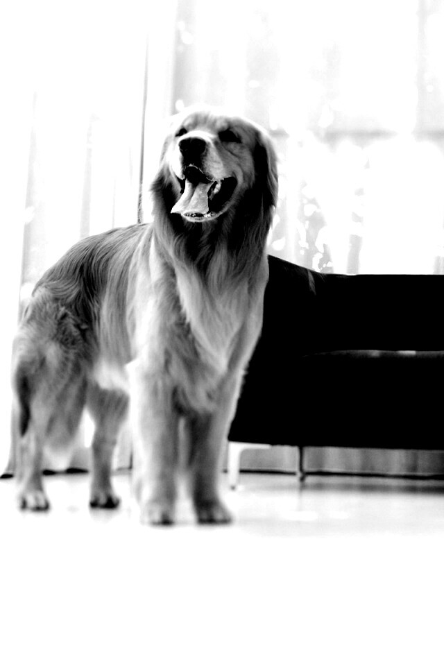 Собачка обои