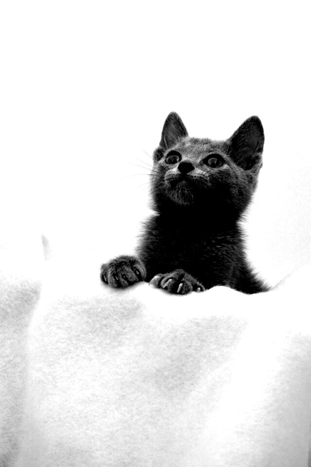 Котёнок обои