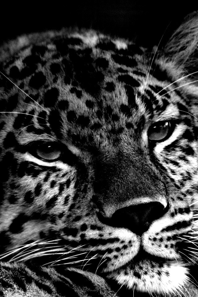 Злопасный ягуляр обои