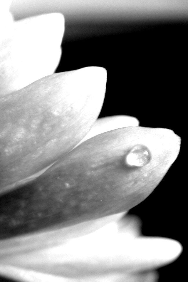 Капля на лепестке обои
