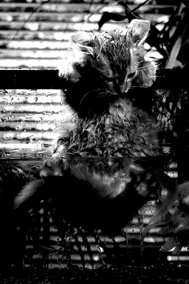 Мокрая киска обои